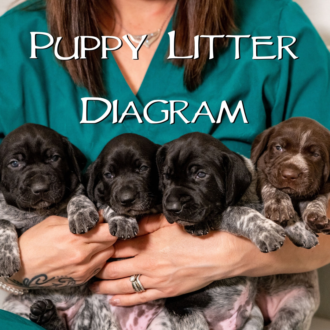 Puppy Litter Record Diagram