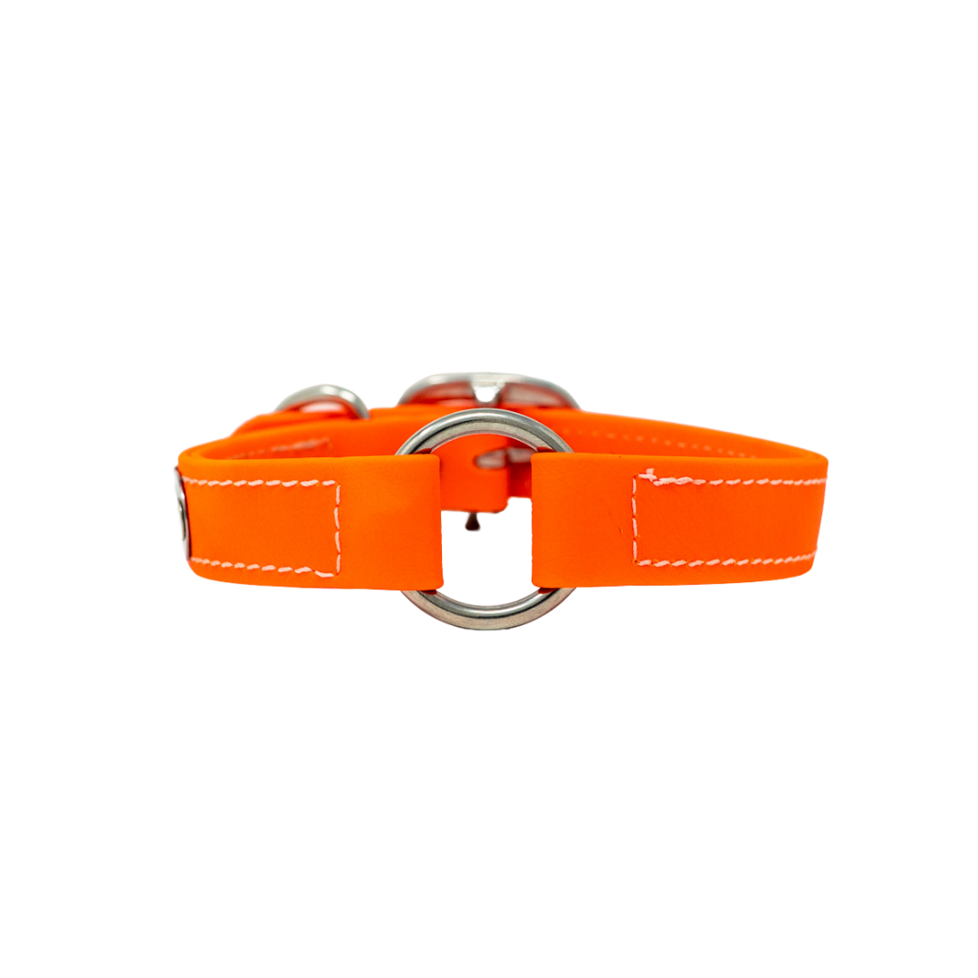 Flat Collar for Adult Hunting Dogs