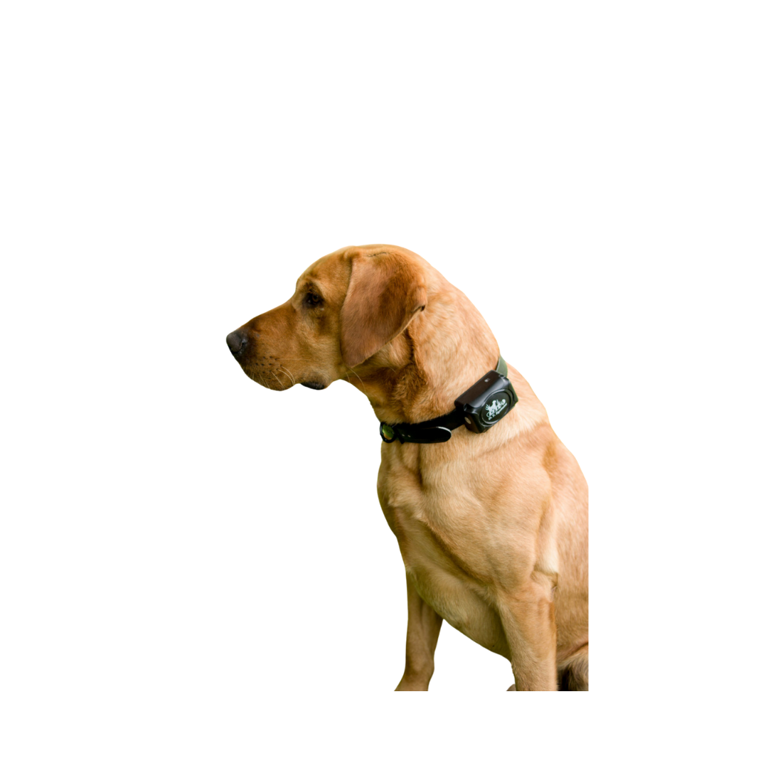 SPT 2400 Series - 2420 Long Range Remote Trainer