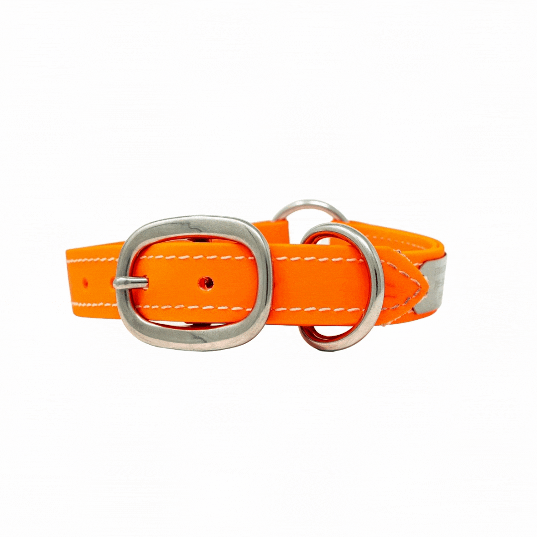 Flat Collar for Adult Hunting Dogs