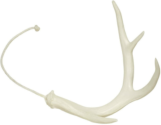 Shed Antler for Retriever Training