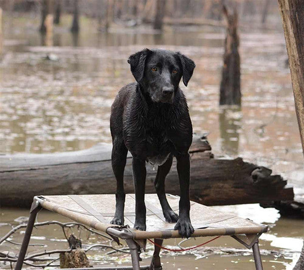 Rugged Hunting Dog Stand: The Final Stand